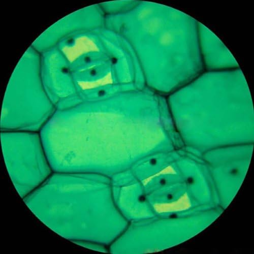 AmScope M158C-2L-PS25 Cordless Compound Monocular Microscope, WF10x and WF25x Eyepieces, 40x-1000x Magnification, Upper and Lower LED Illumination with Rheostat, Brightfield, Single-Lens Condenser, Coaxial Coarse and Fine Focus, Plain Stage, 110V or Ba...