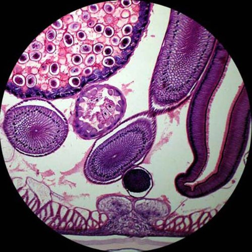 AmScope 40X-1000X Student Biological Compound Microscope with Sturdy All-Metal Framework, Optical Glass Lenses, Mechanical Stage and Coarse & Fine Focusing