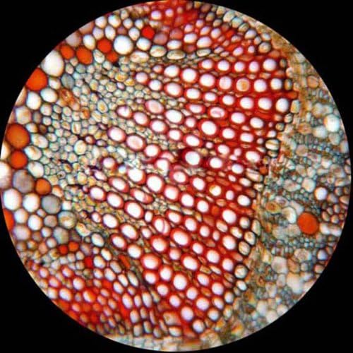AmScope M158C-2L-PS25 Cordless Compound Monocular Microscope, WF10x and WF25x Eyepieces, 40x-1000x Magnification, Upper and Lower LED Illumination with Rheostat, Brightfield, Single-Lens Condenser, Coaxial Coarse and Fine Focus, Plain Stage, 110V or Ba...